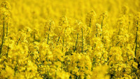 řepka oilseed-rape